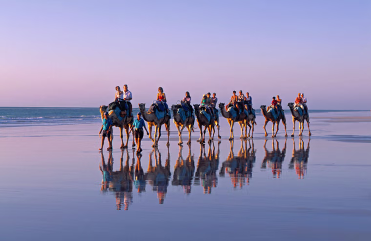 A40JBJ Camel Trekking Cable Beach Broome The Kimberley Australia